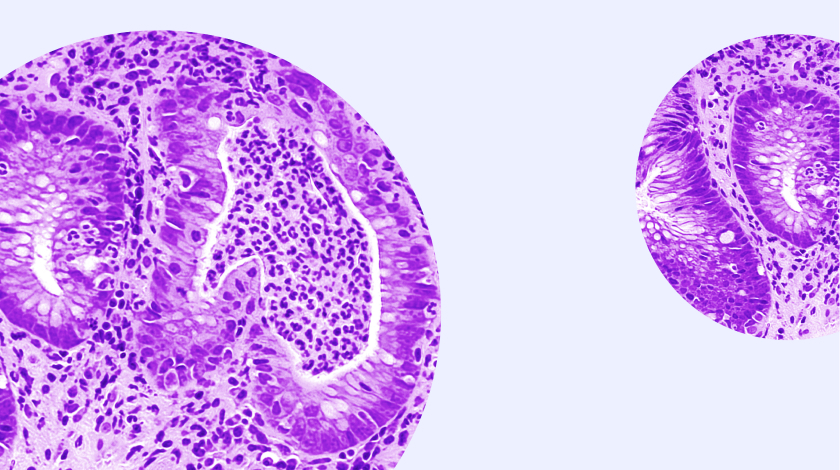 immunology cells