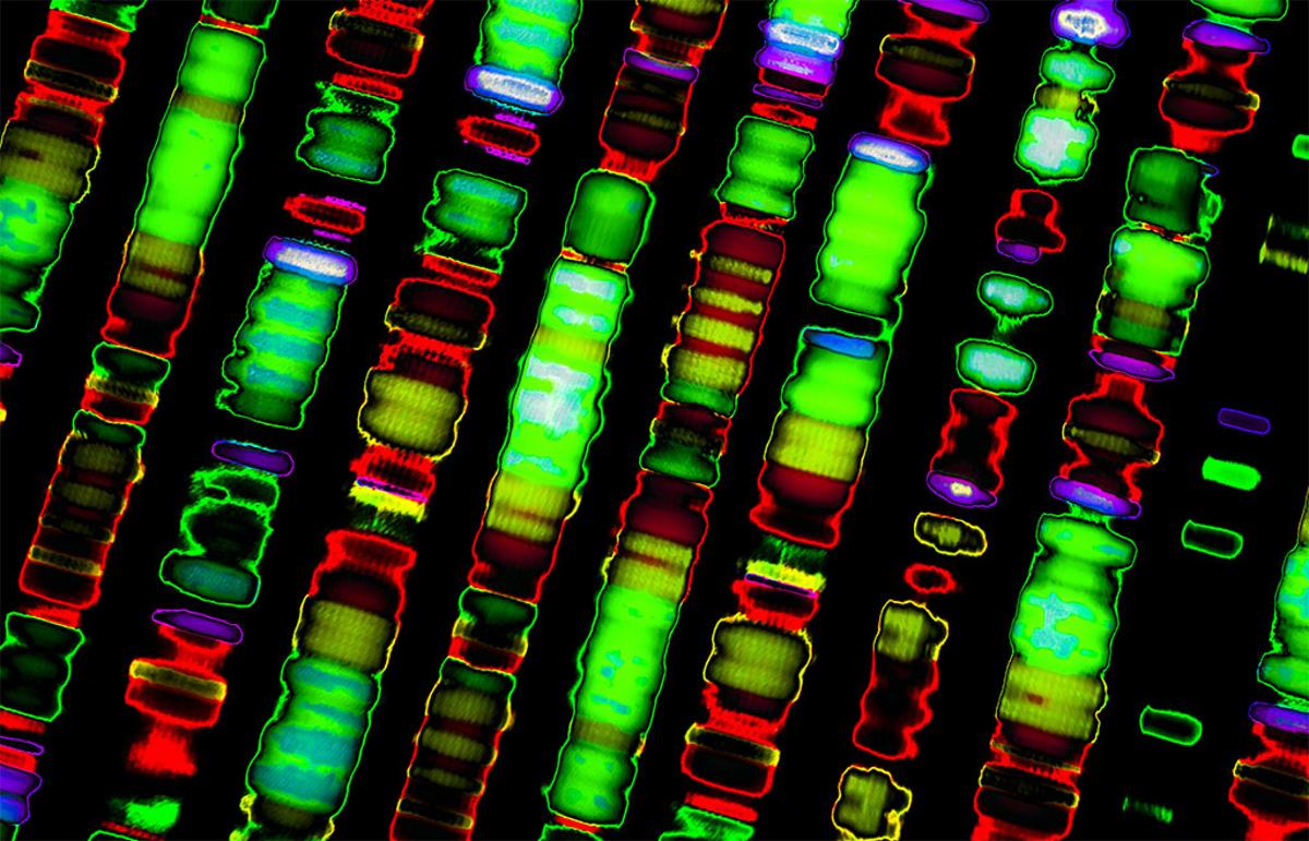 The blueprint of you DNA